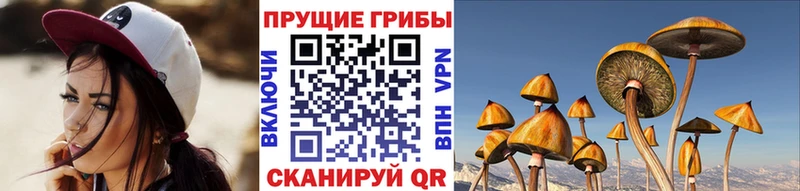 Купить закладки  Кочубеевское  Псилоцибиновые грибы мицелий 